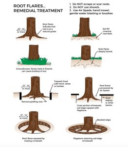 Root Flares...Remedial Treatment